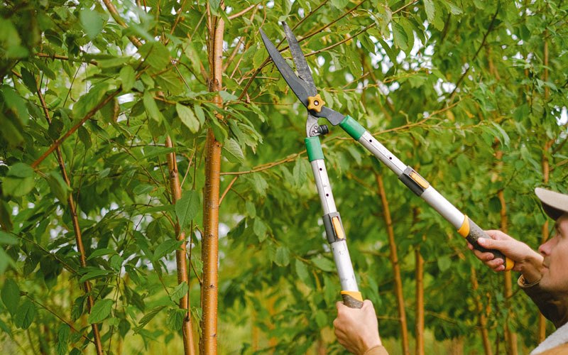 Tree trimming in Silver City, IA