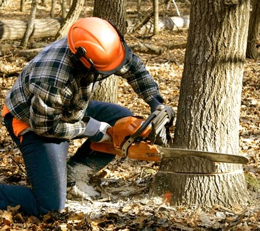 Tree Removal in Silver City, IA
